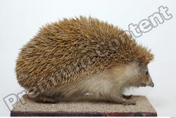 Whole Body Hedgehog